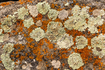 Xanthoria candelaria