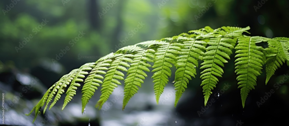 Poster Fern leaves drip with rain in wooded area