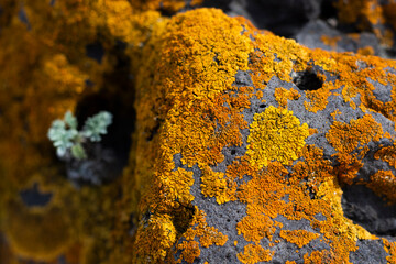 Xanthoria candelaria