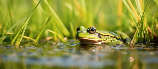 Frog rests in clear water