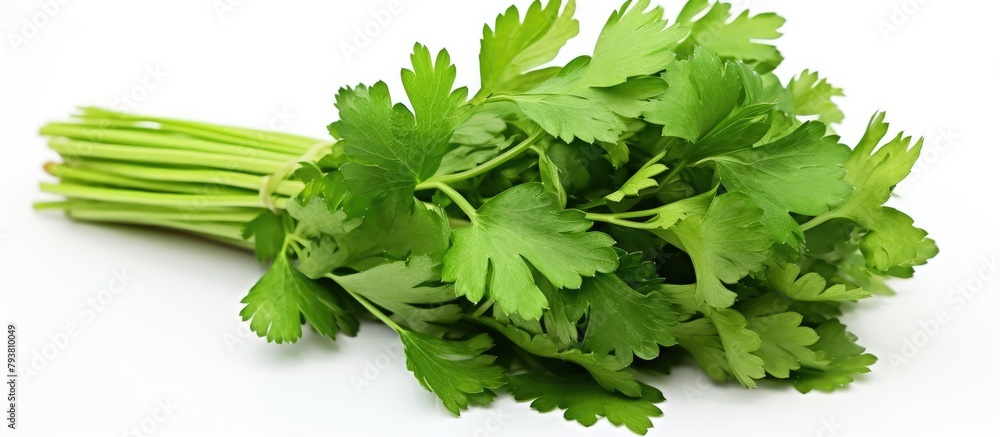 Wall mural Fresh green parsley on a white surface