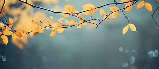 Branch with golden leaves illuminated by sunlight