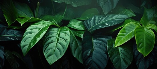 Plant with lush foliage against a dark backdrop - obrazy, fototapety, plakaty