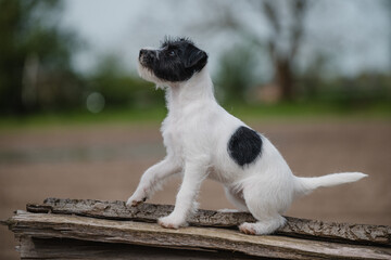 hübsche Person Jack Russel Terrier Hündin, kleiner Welpe erkundet die Welt, schwarz weiß...