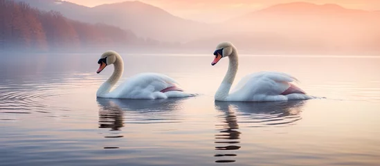 Deurstickers Two graceful swans float in water under the setting sun © Ilgun