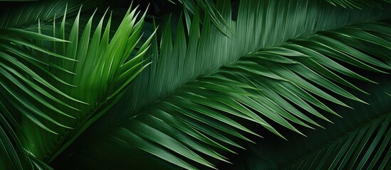 Fototapeta premium Green leaf on black backdrop
