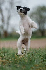 hübsche Person Jack Russel Terrier Hündin, kleiner Welpe erkundet die Welt, schwarz weiß...