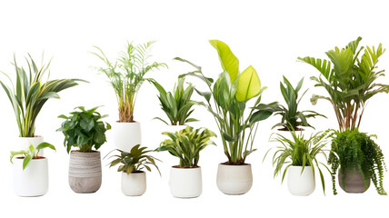 Collection of beautiful plants in pots isolated on transparent or white background.
