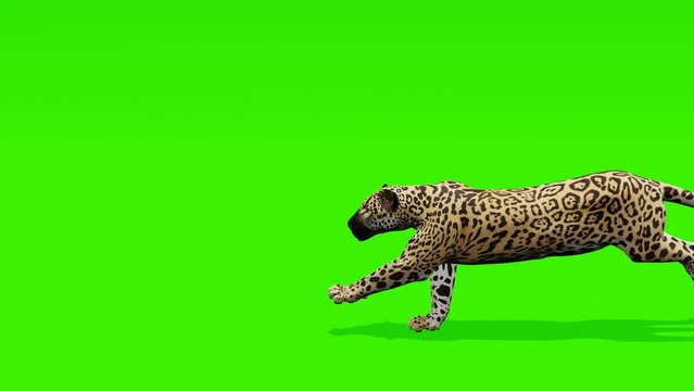 Continuous loop: Captivating scene of a jaguar running gracefully against a lush green backdrop, ideal for creating captivating visual content.
