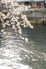 Obraz na płótnie Canvas 日本の神奈川県、横浜市の大岡川の桜の花と花筏の花びら