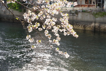 日本の神奈川県、横浜市の大岡川の桜の花と花筏の花びら