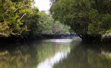 Fototapeta na wymiar The beautiful scenery of world largest mangrove forest sundarbans.this photo was taken from Sundarbans National Park,Bangladesh.
