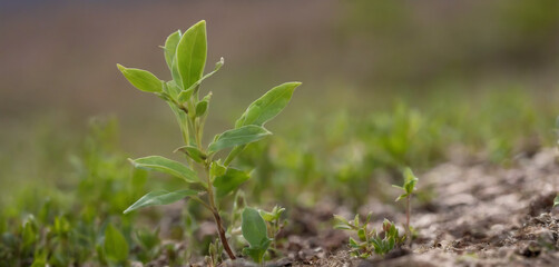 Obraz premium Amidst the beauty of the countryside, a young Withania plant can be seen growing in a field, exemplifying their dicotyledonous traits