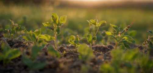 Amidst the beauty of the countryside, a young Withania plant can be seen growing in a field, exemplifying their dicotyledonous traits