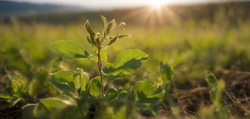 Fototapeta premium Amidst the beauty of the countryside, a young Withania plant can be seen growing in a field, exemplifying their dicotyledonous traits