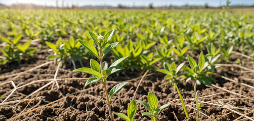 Amidst the beauty of the countryside, a young Withania plant can be seen growing in a field, exemplifying their dicotyledonous traits