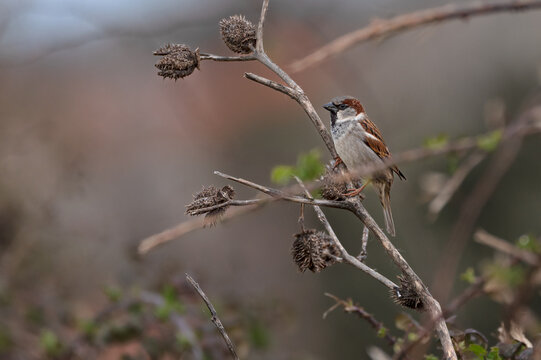 House sparrow or Passer domesticus on branch