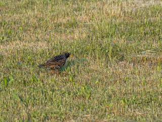 A starling foraging in the grass, its plumage shimmering in the sunlight