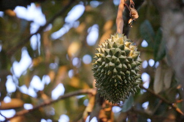 close up of a  durian fruit on tree