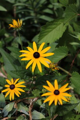 yellow flower in the grass