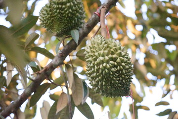 close up of a  durian fruit on tree