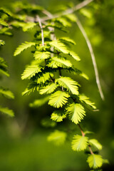 Młode pędy drzew iglastych. © Blaszko