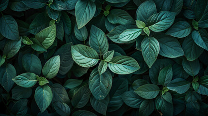 Closeup of top view of green leaves in dark tones  - obrazy, fototapety, plakaty