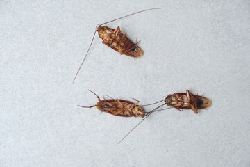 Dead cockroach on the floor after being sprayed with pesticide