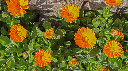 plant with orange flower, calendula, spring top view