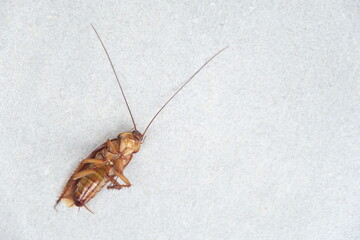 Dead cockroach on the floor after being sprayed with pesticide