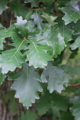 Green oak leaves growing on the tree.