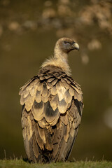 Griffon vulture on the ground on its back and looking back