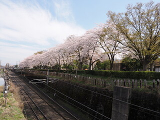 山形県　霞城公園の桜