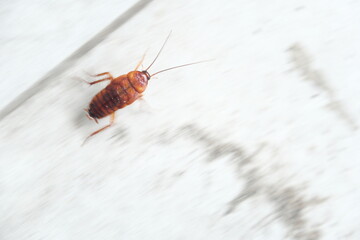 Dead cockroach on the floor after being sprayed with pesticide