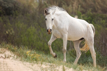 caballo blanco caminando por la playa - obrazy, fototapety, plakaty