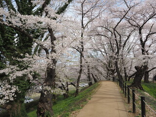 山形県　霞城公園の桜
