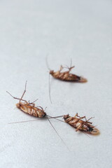 Dead cockroach on the floor after being sprayed with pesticide
