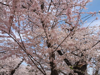 山形県　霞城公園の桜