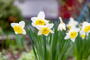 Fototapeta premium Blooming daffodils in spring close-up
