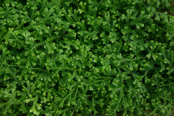 Green leaves background. Meadow spikemoss close-up. Selaginella apoda - 793828275