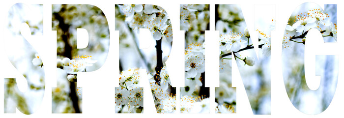 Text on the background of cherry blossoms