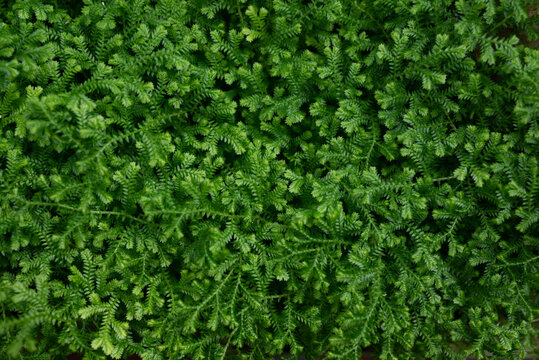 Green leaves background. Meadow spikemoss close-up. Selaginella apoda