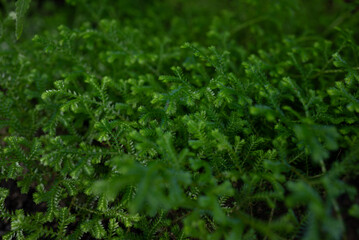 Green leaves background. Meadow spikemoss close-up. Selaginella apoda - 793828402