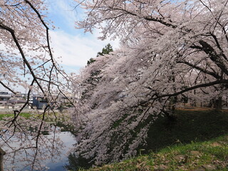 山形県　霞城公園の桜