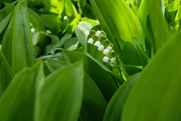  Lily of the valley blooming in the spring forest.Convallaria majalis. Side view. © Photo