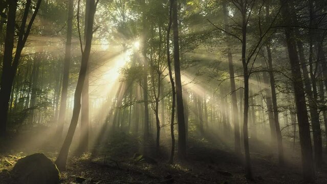 Majestic beams of sunlight in misty woodlands, slowly moving view with the sun behind silhouettes of trees
