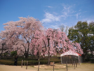 山形県　霞城公園の桜