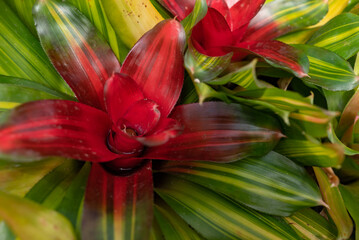 Green and red leaves background of blushing bromeliad. Flower-like red rosette - 793829255