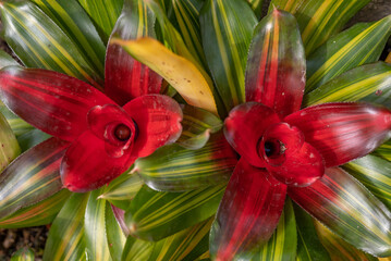 Green and red leaves background of blushing bromeliad. Flower-like red rosette - 793829438