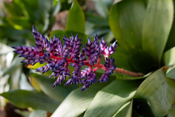 Blue, purple, white and pink flower of Aechmea fendleri or Fendlers bromeliad - 793829648